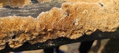 Coriolopsis rigida