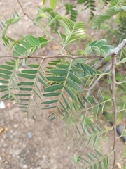Tamarindus indica