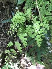 Adiantum tenerum