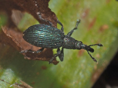 Perapion violaceum