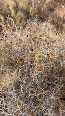 Sarcopoterium spinosum