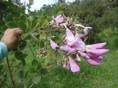 Fridericia platyphylla