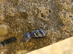 Echinolittorina interrupta