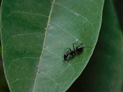 Camponotus compressus