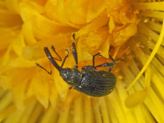 Perapion violaceum