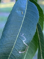 Stigmella longisacca