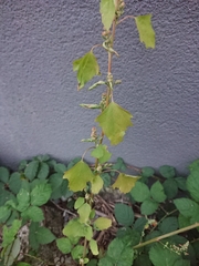 Chenopodium ficifolium