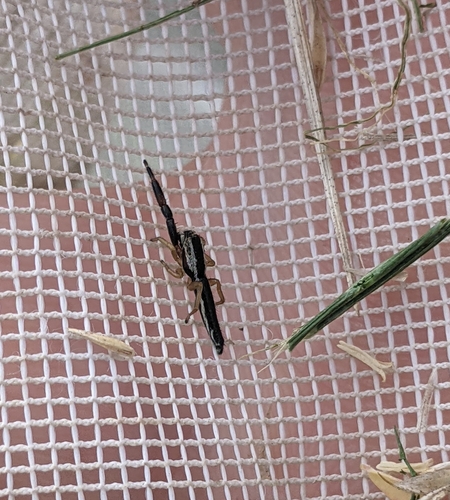 Pike Slender Jumper photo 5