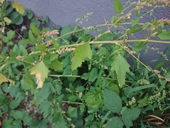 Chenopodium ficifolium