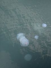 Rhizostoma pulmo