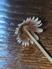 Coprinopsis friesii