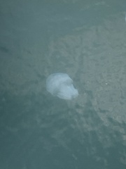 Rhizostoma pulmo