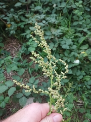 Chenopodium ficifolium