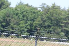 Bartramia longicauda