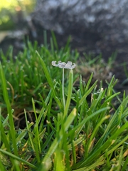 Coprinopsis friesii