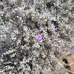 Leucophyllum candidum