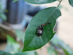 Tetraponera rufonigra