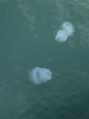 Rhizostoma pulmo