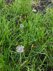 Coprinopsis friesii
