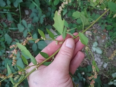 Chenopodium ficifolium