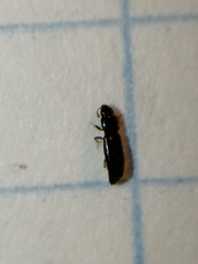 Rhizophagus bipustulatus