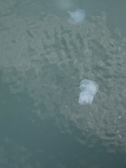 Rhizostoma pulmo