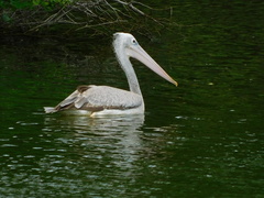 Pelecanus philippensis
