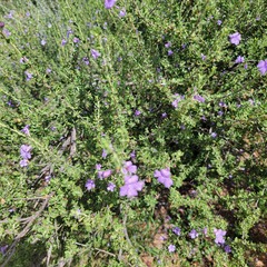 Leucophyllum laevigatum