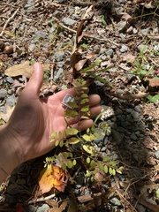 Phyllanthus caroliniensis