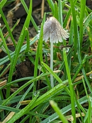 Coprinopsis friesii