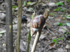 Lissachatina fulica