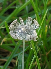 Coprinopsis friesii