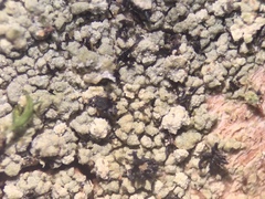 Chaenotheca trichialis