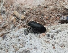 Penthimia scapularis