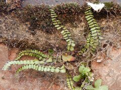 Asplenium trichomanes
