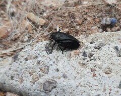 Penthimia scapularis