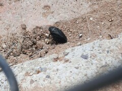 Penthimia scapularis