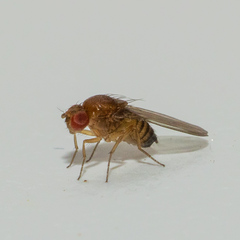 Drosophila