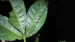 Candovia