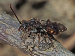 Nomada