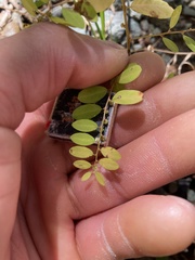 Phyllanthus caroliniensis