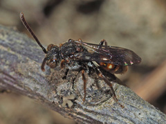 Nomada