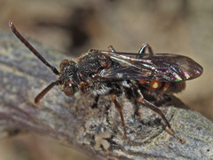 Nomada