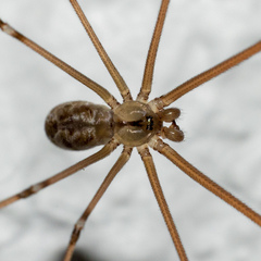 Pholcus phalangioides
