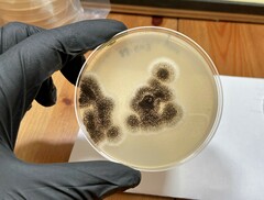 Aspergillus costaricensis
