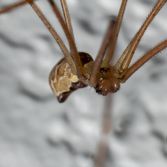 Pholcus phalangioides
