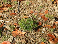 Abies nordmanniana