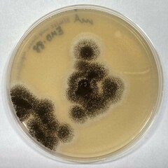 Aspergillus costaricensis