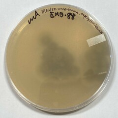Aspergillus costaricensis