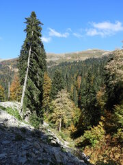 Abies nordmanniana